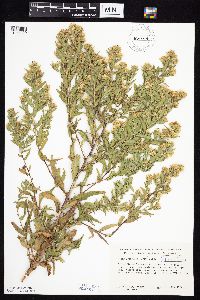 Symphyotrichum firmum image