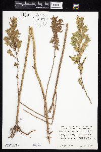 Symphyotrichum firmum image