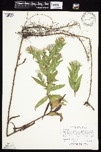Symphyotrichum firmum image