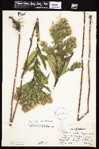 Symphyotrichum firmum image