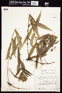 Symphyotrichum firmum image