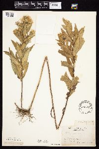 Symphyotrichum firmum image