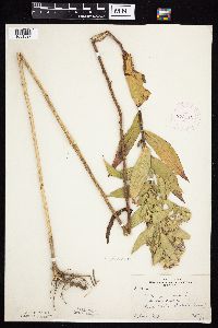 Symphyotrichum firmum image