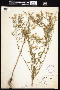 Symphyotrichum firmum image