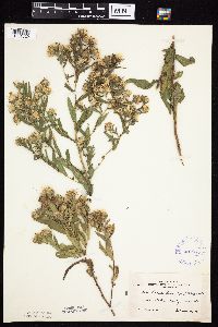 Symphyotrichum firmum image