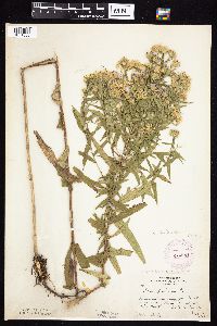 Symphyotrichum firmum image
