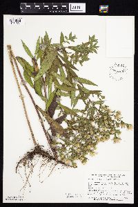 Symphyotrichum firmum image