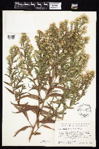 Symphyotrichum firmum image