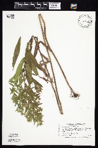 Symphyotrichum firmum image
