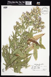 Symphyotrichum firmum image