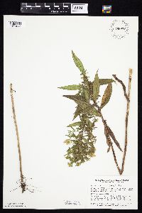 Symphyotrichum firmum image