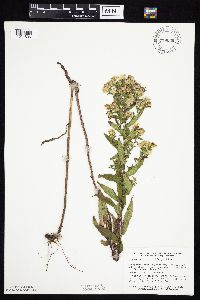 Symphyotrichum firmum image