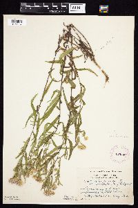 Symphyotrichum firmum image