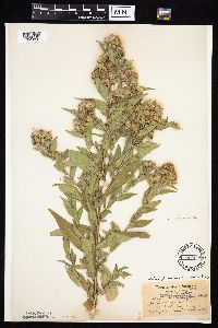 Symphyotrichum firmum image