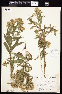 Symphyotrichum firmum image