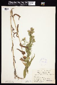 Symphyotrichum firmum image