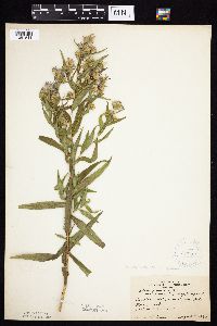 Symphyotrichum firmum image