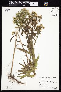 Symphyotrichum firmum image