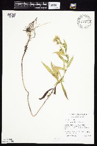 Symphyotrichum firmum image