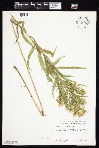 Symphyotrichum firmum image