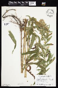 Symphyotrichum firmum image