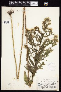 Symphyotrichum firmum image