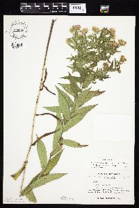 Symphyotrichum firmum image