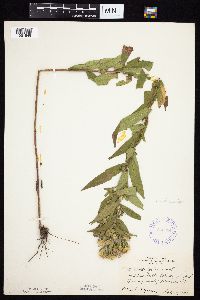 Symphyotrichum firmum image