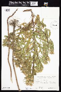 Symphyotrichum firmum image