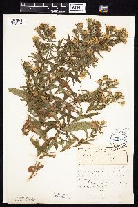 Symphyotrichum firmum image