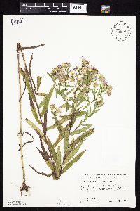 Symphyotrichum firmum image