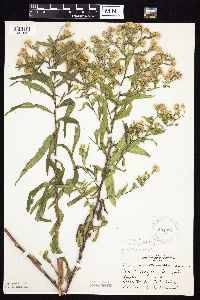 Symphyotrichum firmum image