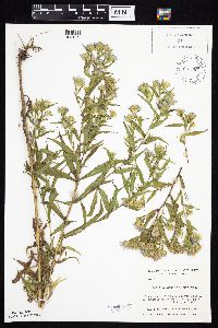 Symphyotrichum firmum image