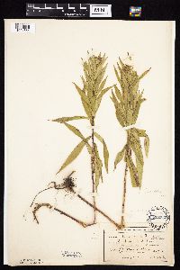 Symphyotrichum firmum image