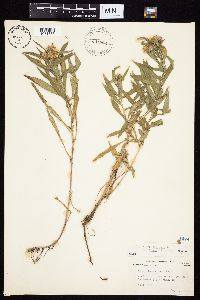 Symphyotrichum firmum image