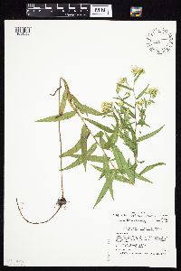 Symphyotrichum firmum image