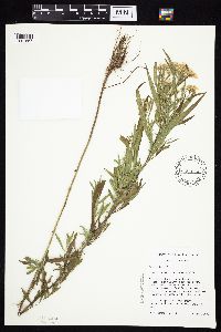 Symphyotrichum firmum image