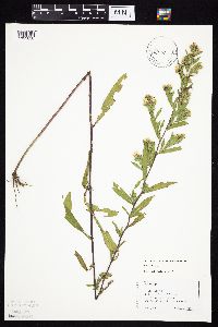 Symphyotrichum firmum image