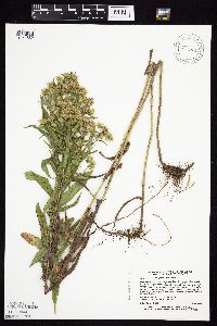 Symphyotrichum firmum image