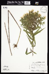 Symphyotrichum firmum image
