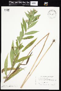 Symphyotrichum firmum image