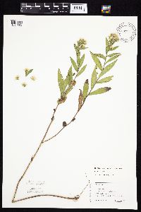 Symphyotrichum firmum image