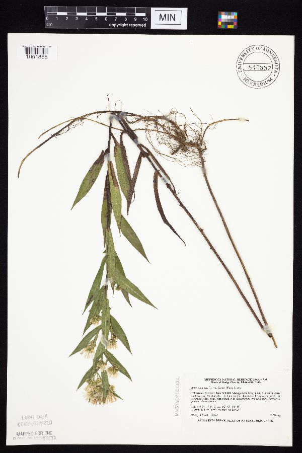 Symphyotrichum firmum image