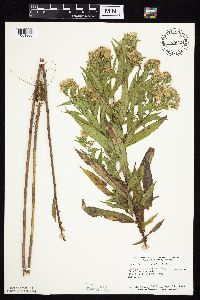 Symphyotrichum firmum image