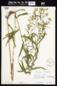 Symphyotrichum firmum image