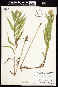 Symphyotrichum firmum image