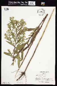 Symphyotrichum firmum image