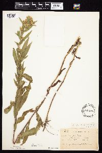 Symphyotrichum firmum image