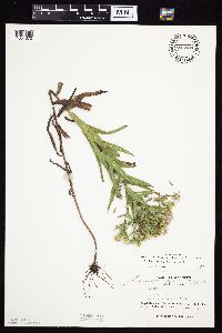 Symphyotrichum firmum image