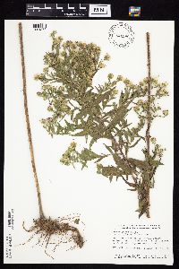 Symphyotrichum firmum image